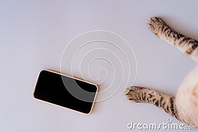 cat paws on chromakey screen of a mobile phone. modern technologies. social networks in the modern world. blue background. Stock Photo