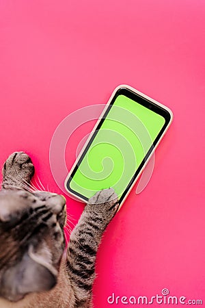 cat paws on chromakey screen of a mobile phone. modern technologies. social networks in the modern world. bright pink background. Stock Photo