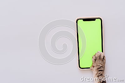 Cat paws on chromakey screen of a mobile phone. modern technologies. social networks in the modern world. blue background. Stock Photo