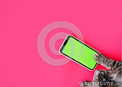 Cat paws on chromakey screen of a mobile phone. modern technologies. social networks in the modern world. bright pink background. Stock Photo
