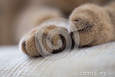 Cat paws closeup macro shot Stock Photo