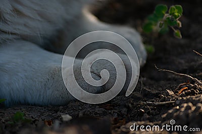 Cat paws Stock Photo