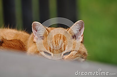 Cat peeking at me over the steps Stock Photo