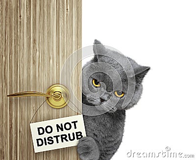 Cat peeks out from behind the door. Do not disturb. Isolated on white Stock Photo