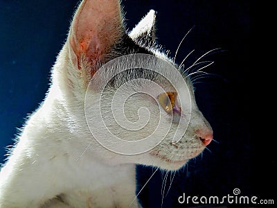 Cat, Pet, Animal, Cute, Itchy, Scratching Stock Photo