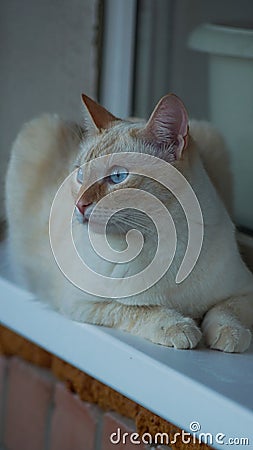 Cat pet blue eyes white Stock Photo