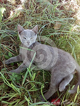 Cat, pet, sigh, Grey Cat, aplle Stock Photo