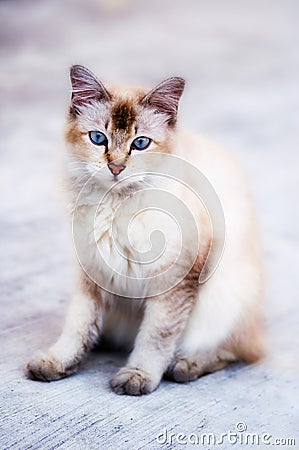 Cat photo - Curious Stock Photo