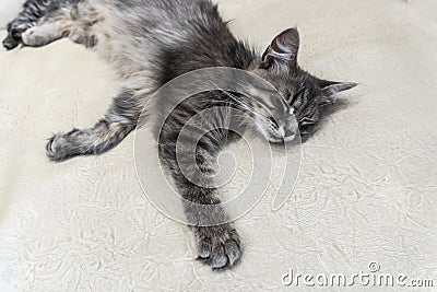Cat photo, nice background or cover for notebooks Stock Photo