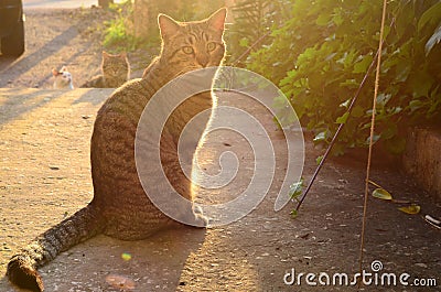 Cat photobomb. Stock Photo