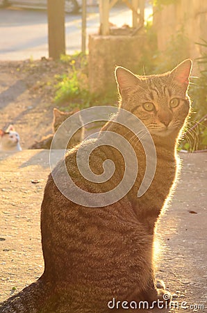 Cat photobomb. Stock Photo