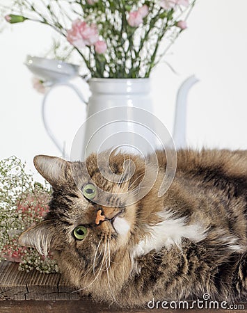 Cat Photobomb Still Life Set Stock Photo