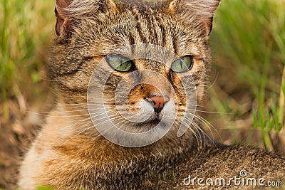 Cat pictures, cat eyes, pictures of the most beautiful cat eyes, cute cat, innocent cat pictures, close-up cat pictures Stock Photo