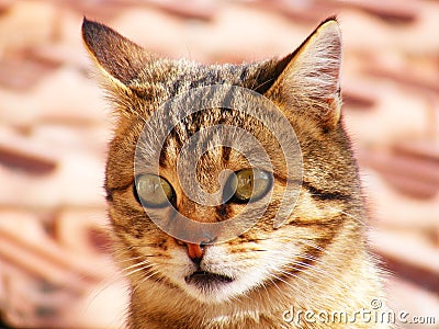 Cat pictures, cat eyes, pictures of the most beautiful cat eyes, cute cat, innocent cat pictures, close-up cat pictures, brown cat Stock Photo