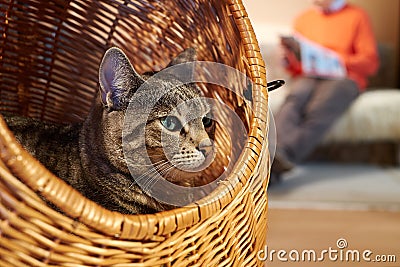 Domesticated cat Stock Photo
