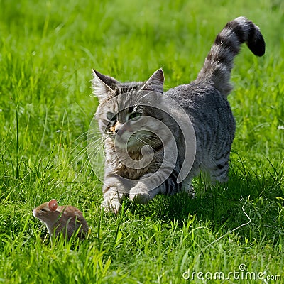 Cat playfully chases a mouse through the lush grass Stock Photo