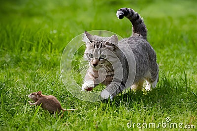 Cat playfully chases a mouse through the lush grass Stock Photo
