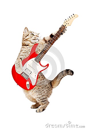 Cat playing on electric guitar Stock Photo