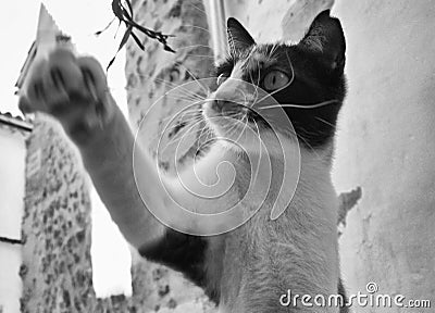 Cat playing with a grass Stock Photo