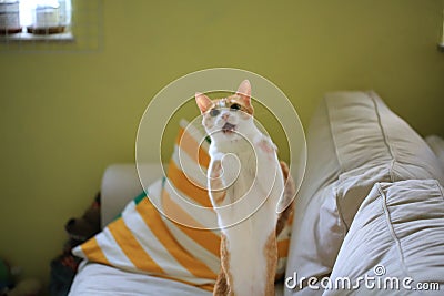 Cat playing have fun on the coach Stock Photo