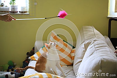 Cat playing have fun on the coach Stock Photo