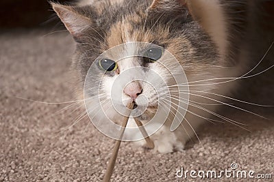 Cat playing with string - closeup Stock Photo