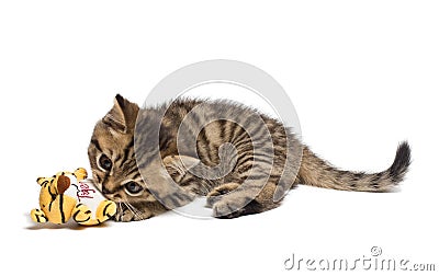 Cat playing with a toy. Have fun little kitten. Stock Photo