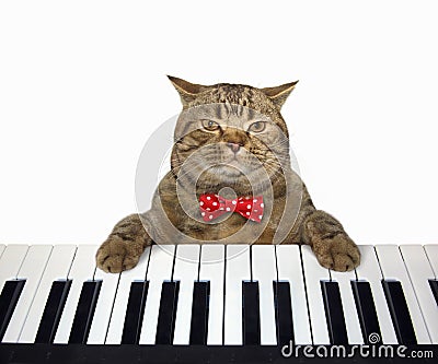 Cat plays the piano 2 Stock Photo