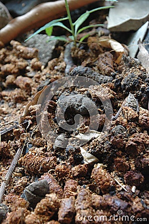 cat poop brown and black color Stock Photo