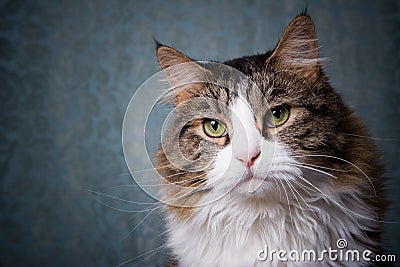 Cat portrait. Stock Photo