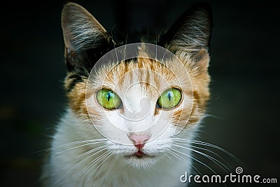 Cat portrait close-up photo emphasizing the colored green and yellow eyes staring at the camera Stock Photo