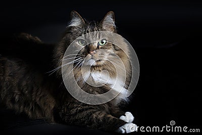 Cat Portrait Stock Photo