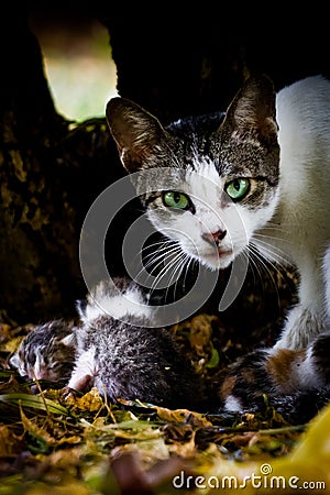 Cat staring into the camera Stock Photo