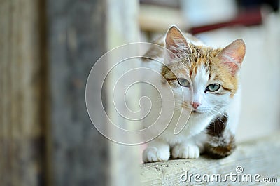 Cat portrait Stock Photo