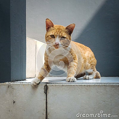 Cat Pose on the stairs Stock Photo