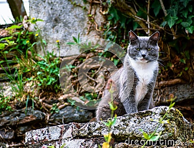 Cat posing on a stone looking defiant at the camera Stock Photo