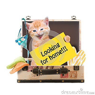 Cat with poster Stock Photo