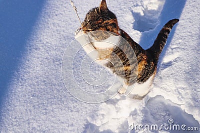 Cat prayer in winter time. Felis catus standing in snow and performs a prayer. Liza admire her gods. Kitten doggedly competing Stock Photo