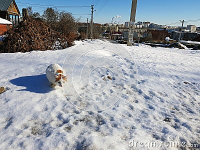 The cat prepares to jump in the snow in spring or winter Stock Photo