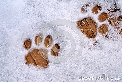 Cat Prints in Snow Stock Photo