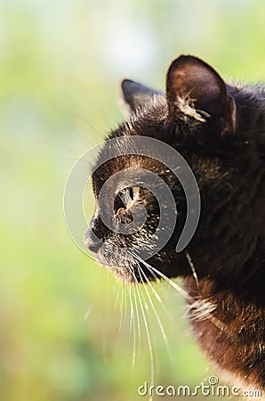 Cat profile Stock Photo