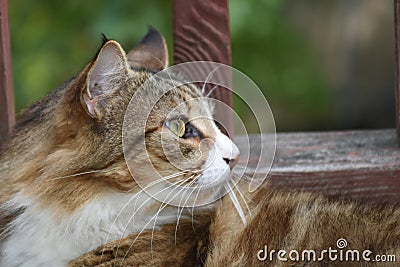 Cat profile soft and furry Stock Photo