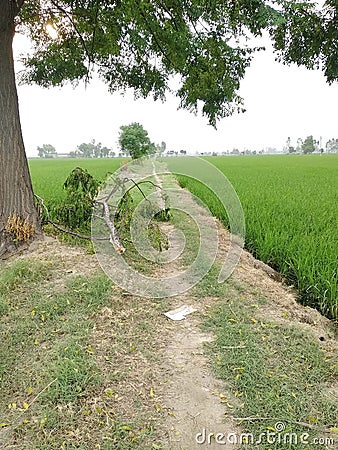 Cat Punjab ferozepur Mamdot murk Stock Photo