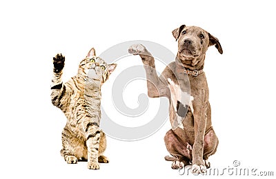 Cat and puppy sitting together with raised paws Stock Photo