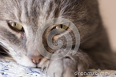 Cat purring Stock Photo