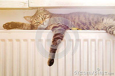 Cat on a radiator Stock Photo