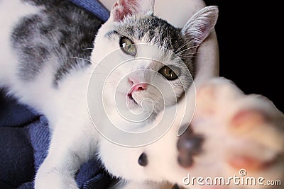 Cat reaches after me Stock Photo