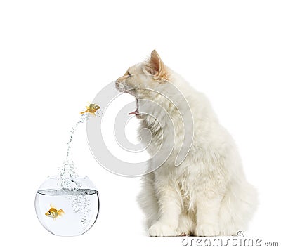 Cat reaching at a goldfish jumping out of its aquarium Stock Photo