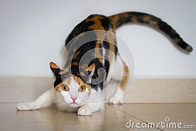 A cat ready to attack Stock Photo