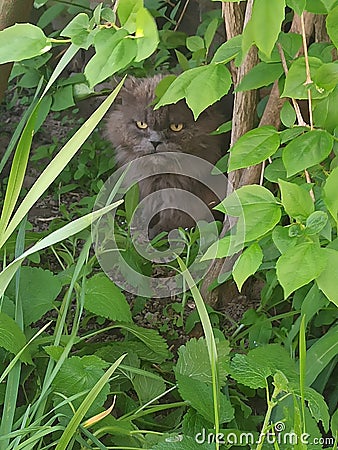 Cat - real king of nature. Green Stock Photo